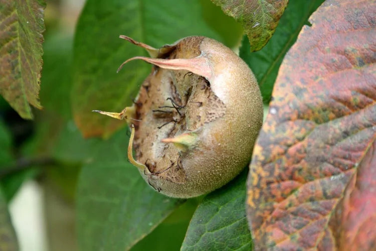 EAST GATE Medlar Jelly 100g - Norfolk Grown
