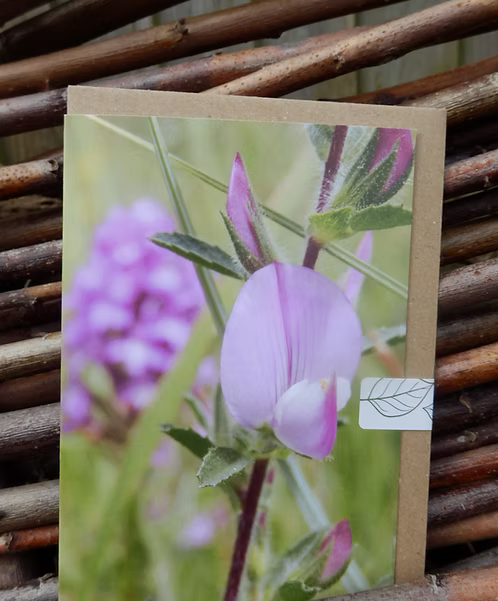 Card with a purple flower design photo taken by Fay Jones 