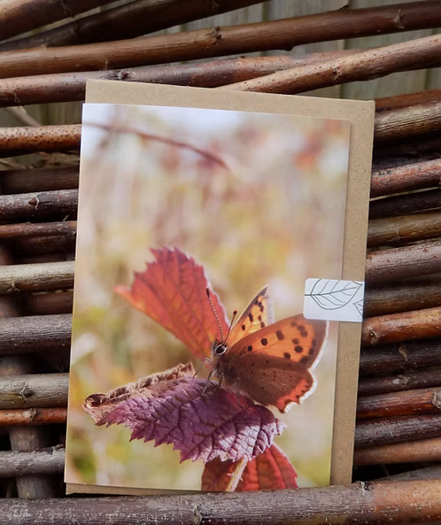 Greeting card with a butterfly on a leaf design photo taken by Fay Jones 