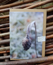 Greeting card with a sleepy flower on it photo taken by Fay Jones 