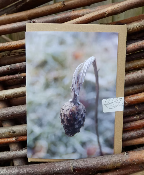 Greeting card with a sleepy flower on it photo taken by Fay Jones 