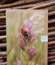 Card with a ladybird on a flower photo taken by Fay Jones