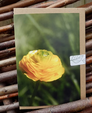 Greeting card with a yellow flower and green background photo taken by Fay Jones