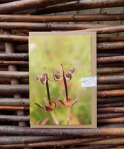 Greeting card with nature-themed design photo taken by Fay Jones