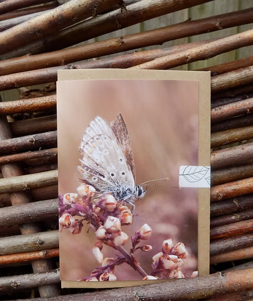 Greeting card with butterfly design standing on a flower photo taken by Fay Jones