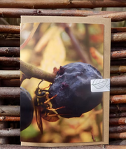Wasp on a sloe greetings card photo taken by Fay Jones 