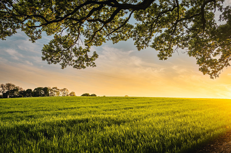 Meadow fields promoting ethnical choices in farming 